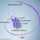 Image for article titled How Artificial Chromosomes Could Transform Humanity